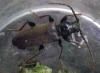 Tetropium sp.